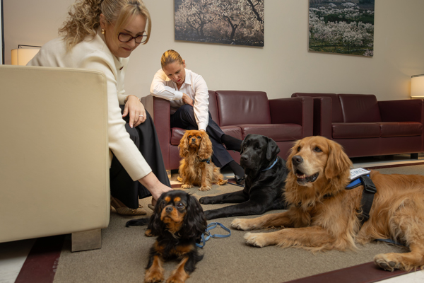 Assisted intervention dogs