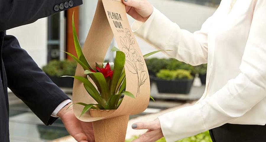 Planta viva