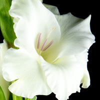 Gladiolus