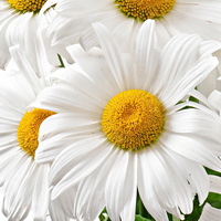 Daisies